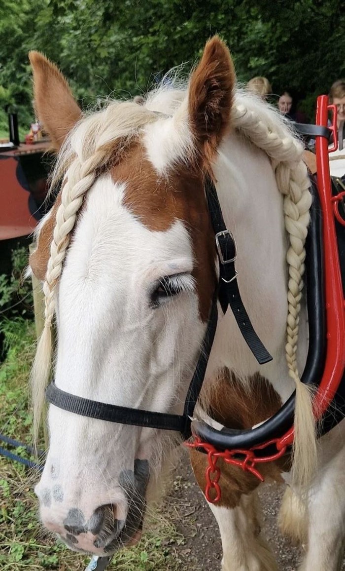 Flower The Boat Horse